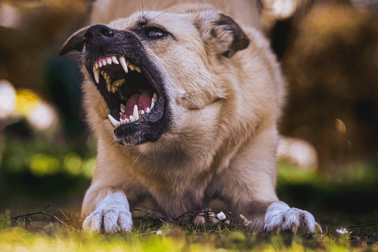 most-dangerous-dog-breeds